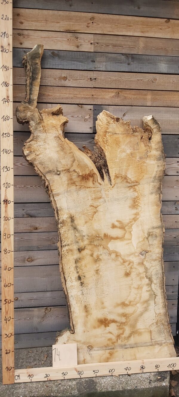 Foszt jawor czeczot nr 14 Jawor czeczot foszt nr 14 do projektów stolarskich