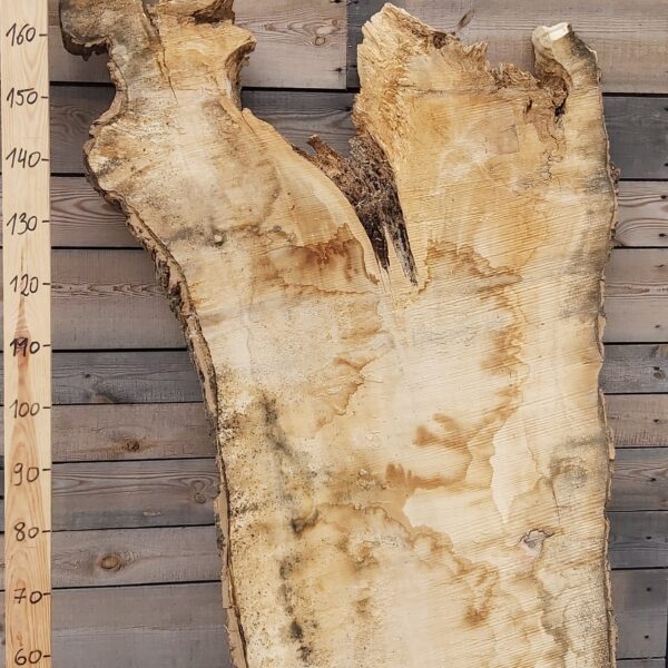 Foszt jawor czeczot nr 14 Jawor czeczot foszt nr 14 do projektów stolarskich